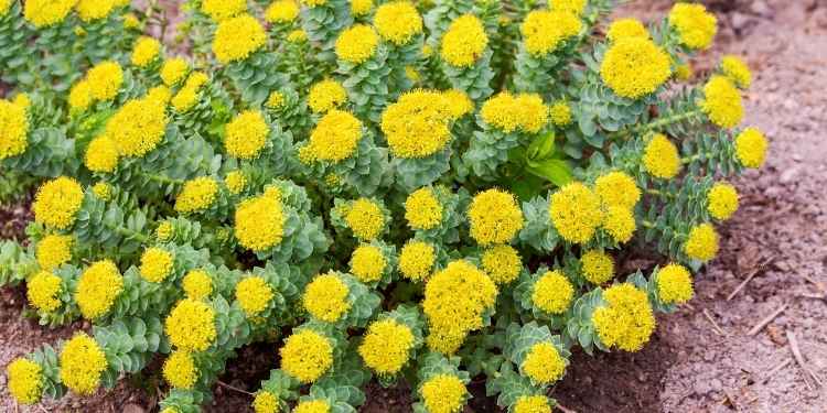 rhodiola-rosea